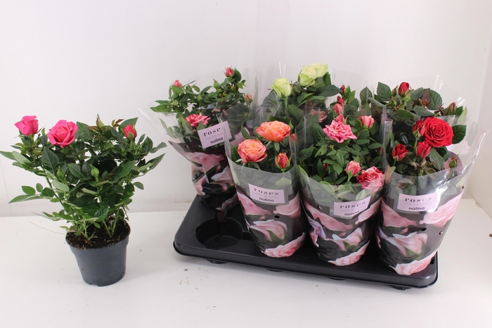 <h4>RO PATHIT GEM 5 SRT</h4>