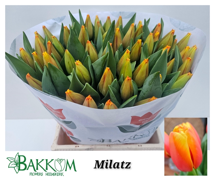 <h4>TU EN MILATZ</h4>