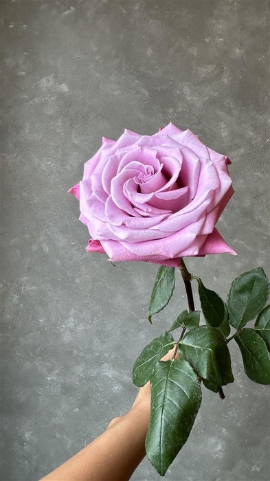 <h4>R Gr Babaloo</h4>