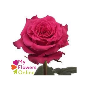 R Gr Full Monty Hot Pink 50cm EC