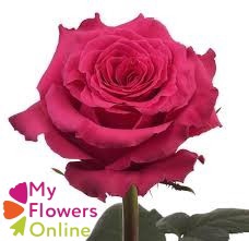 <h4>R Gr Full Monty Hot Pink 50cm EC</h4>