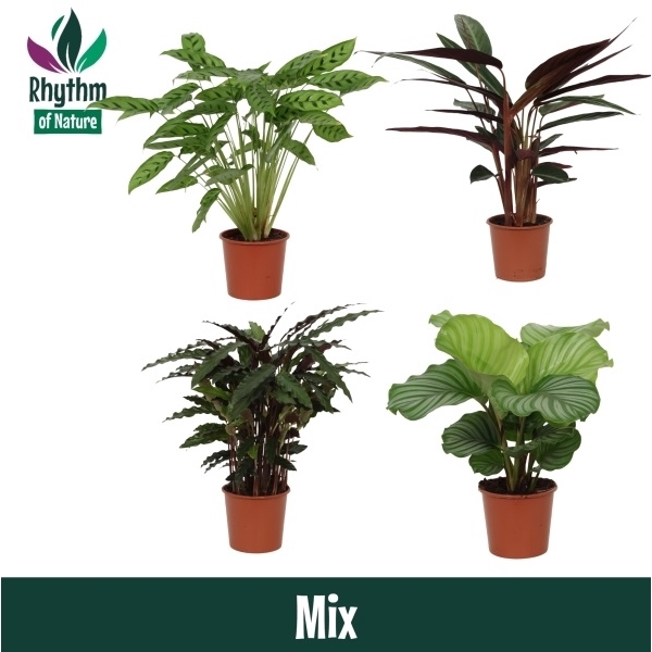 <h4>Calathea 17cm gemengd zonder hoes</h4>