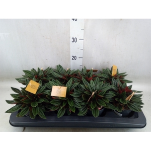 Peperomia caperata 'Rosso'