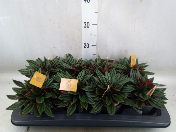 <h4>Peperomia caperata 'Rosso'</h4>