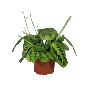 MARANTA OV