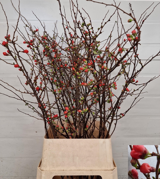 <h4>CHAENOMELES JAPONICA</h4>
