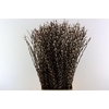 Salix Wilgenkatjes 100cm Duitse