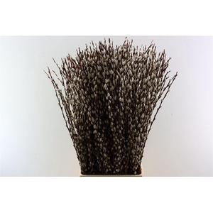 Salix Wilgenkatjes 100cm Duitse