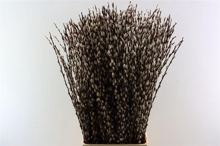 <h4>Salix Wilgenkatjes 100cm ( Duitse )</h4>