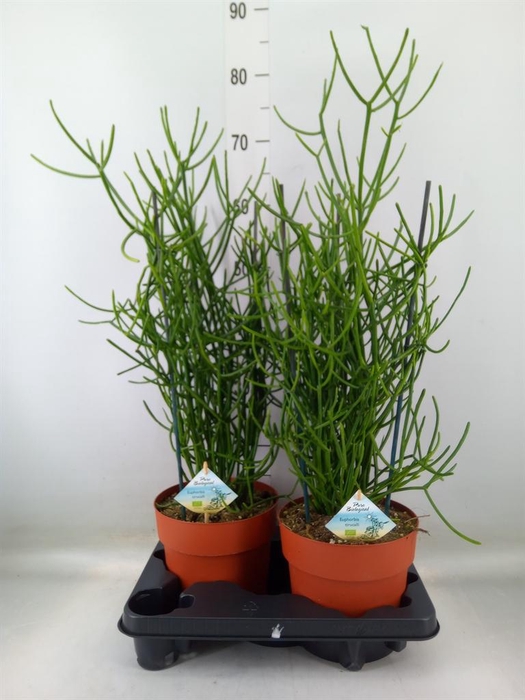 <h4>Euphorbia tirucalli</h4>