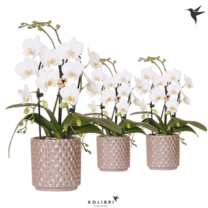 Kolibri Orchids Phalaenopsis Cascade Niagara Fall white 2 spike in Diamond Pearl pot sand