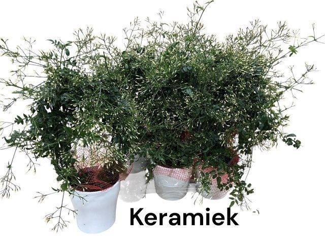 <h4>ARR KAMERPL BLOEI</h4>