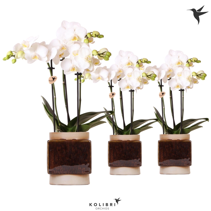 <h4>Kolibri Orchids Phalaenopsis white 3 spike in Classy Cube pot</h4>
