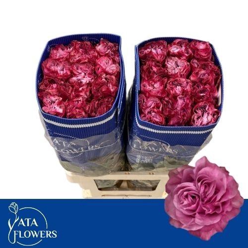 <h4>R GR COUNTRY BLUES</h4>