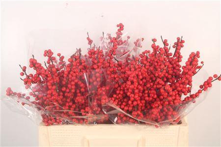 <h4>Ilex Verticilata Red Ex</h4>
