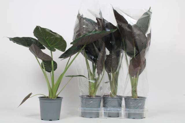 <h4>ALOC WENTII</h4>