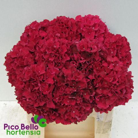 <h4>Hydrangea mag ruby red</h4>
