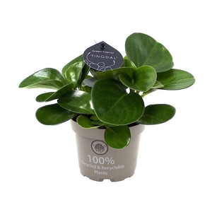PEPEROMIA OBTUSIFOLIA P12 GREEN