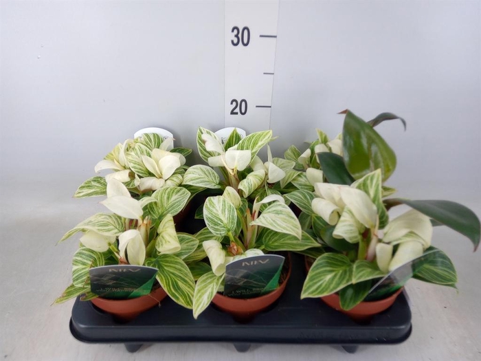 <h4>Philodendron ...</h4>