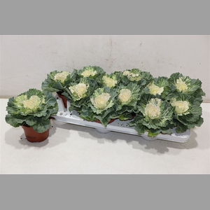 Brassica (sierkool)