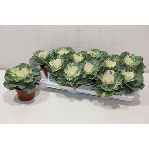 Brassica (sierkool)