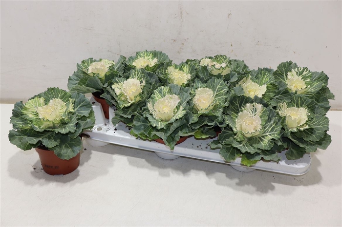 <h4>Brassica (sierkool)</h4>