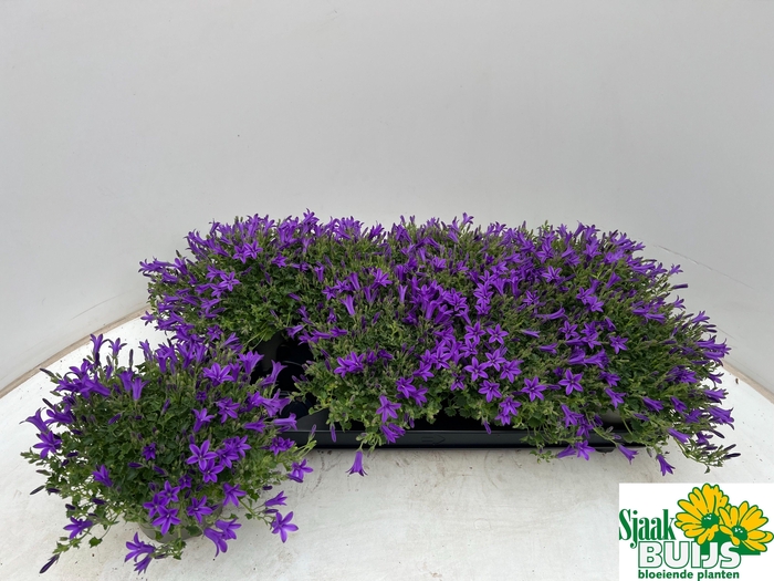 <h4>CAMP POR KRIS</h4>