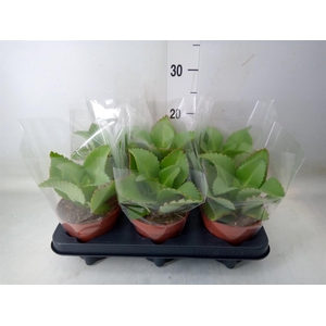 Kalanchoe NF daigremontiana