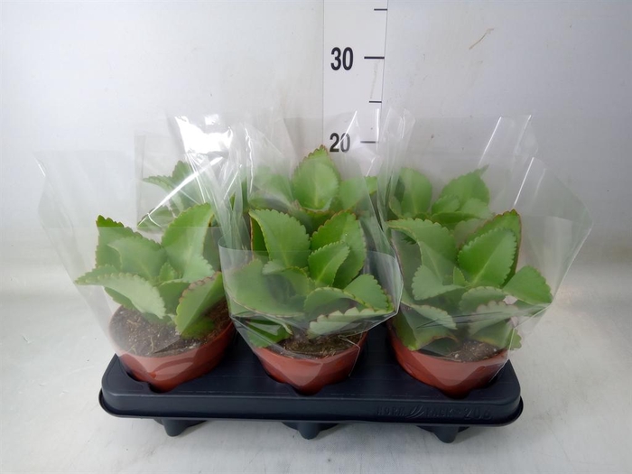 <h4>Kalanchoe NF daigremontiana</h4>
