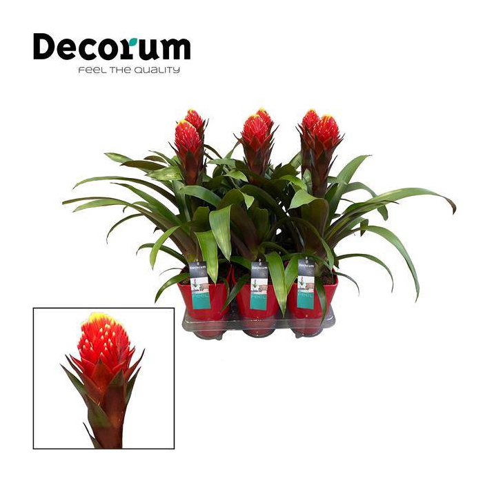 <h4>Guzmania Punta in luxe ceramic 14Ø 55cm</h4>