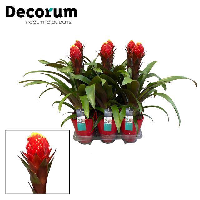 Guzmania Punta in luxe ceramic 14Ø 55cm