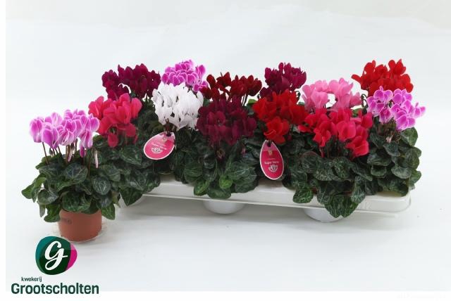 <h4>CYCL KL SUP VERANO</h4>