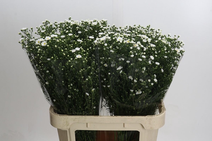 <h4>Aster Paquita</h4>