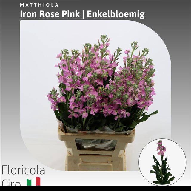 <h4>MATTH IRON ROSE PINK</h4>