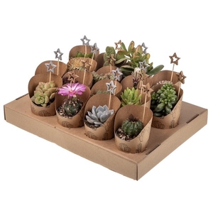 MIX CACTUS AND SUCCULENT IN CARDBOARD TRAY WITH POT COVER Ø 6,5 ECO AND CHRISTMAS PICK -TRAY 16 PCS