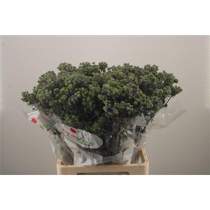 Eryngium Pl Mag Purple Star