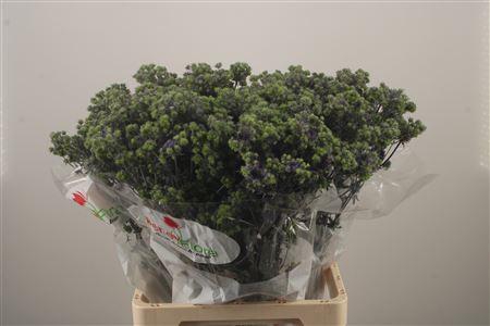 <h4>Eryngium Pl Mag Purple Star</h4>