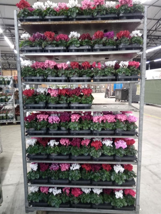 <h4>Cyclamen KL 'Carino'</h4>