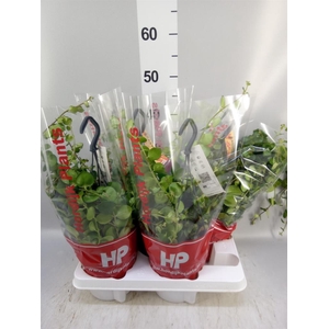 Aeschynanthus 'Pink Polka'