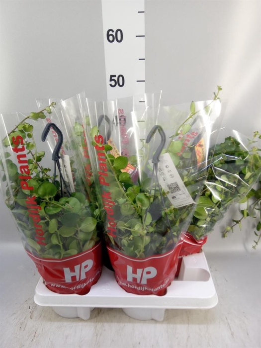 <h4>Aeschynanthus 'Pink Polka'</h4>