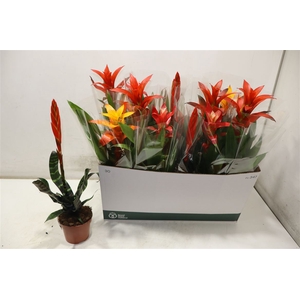 Bromelia Gem