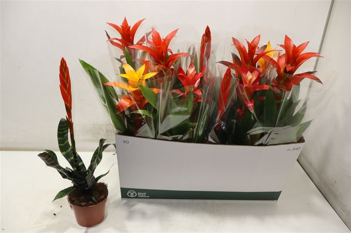 <h4>Bromelia Gem</h4>