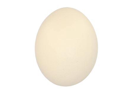 <h4>Eggs Ostrich Natural P/1 Nm</h4>