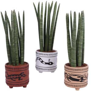 Sansevieria Cylindrica Straight 10 Leaf in Ø14cm Ceramic EV664