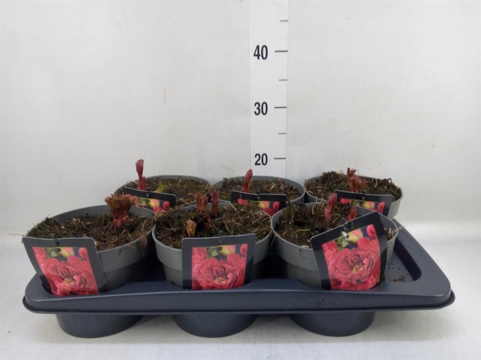 <h4>Paeonia   ...</h4>