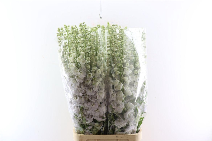 <h4>Delph Be White Xxl</h4>