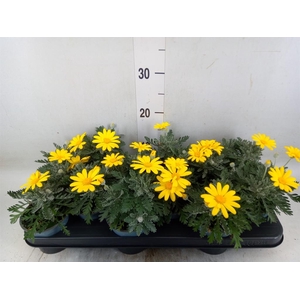 Euryops  'Silver Star'