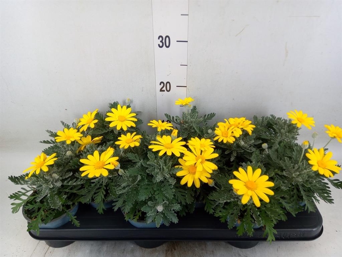 <h4>Euryops 'Silver Star'</h4>