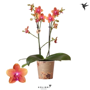 Kolibri Orchids Phalaenopsis Bolgheri 2 spike 12 cm