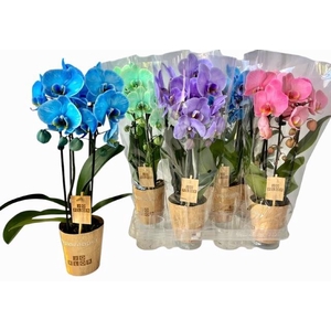 PHAL OV